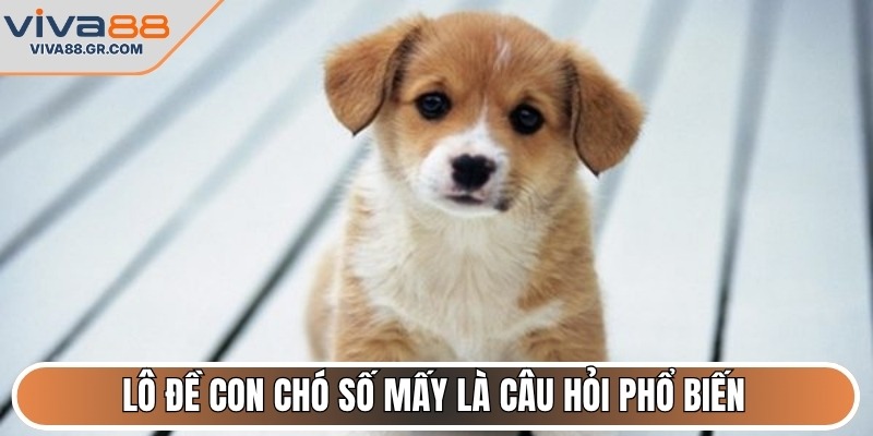 Lô đề con chó số mấy là câu hỏi phổ biến
